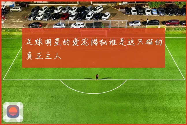足球明星的爱宠揭秘谁是这只猫的真正主人